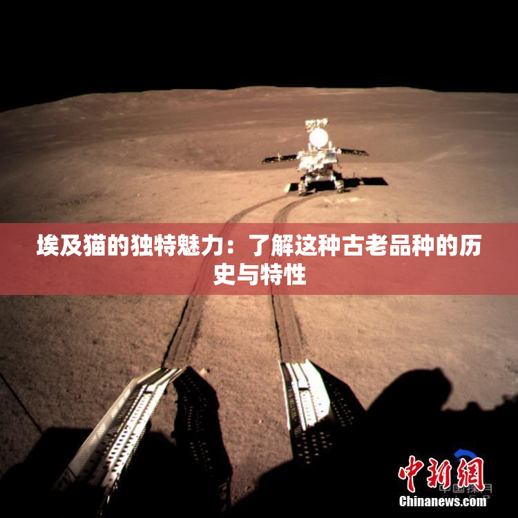 埃及猫的独特魅力：了解这种古老品种的历史与特性