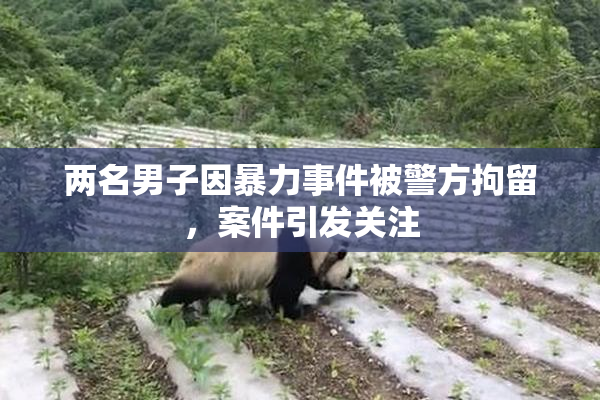 两名男子因暴力事件被警方拘留，案件引发关注