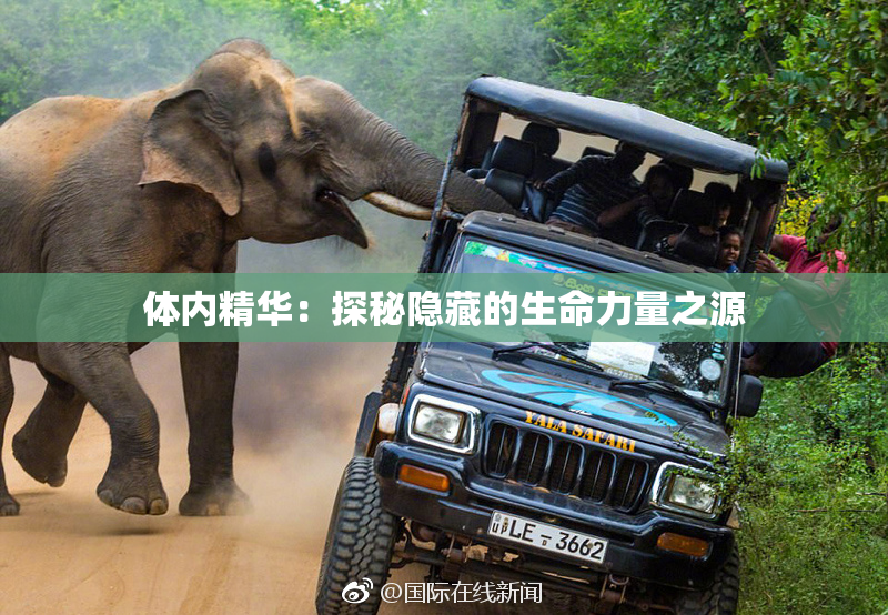 体内精华：探秘隐藏的生命力量之源