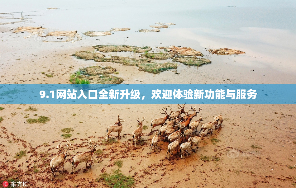 9.1网站入口全新升级，欢迎体验新功能与服务