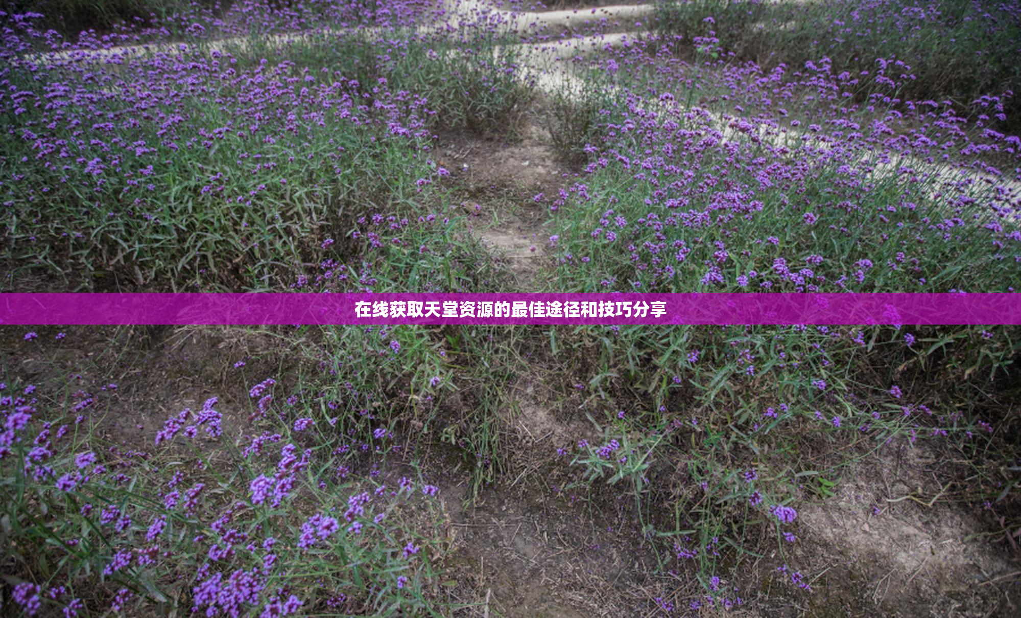 在线获取天堂资源的最佳途径和技巧分享