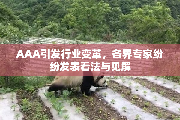 AAA引发行业变革，各界专家纷纷发表看法与见解