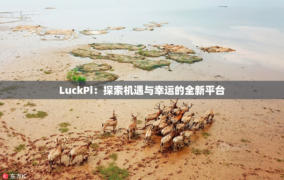 LuckPi：探索机遇与幸运的全新平台