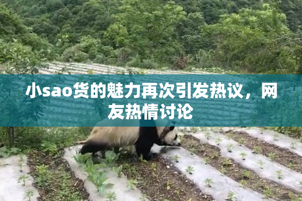 小sao货的魅力再次引发热议，网友热情讨论