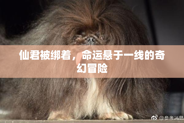 仙君被绑着，命运悬于一线的奇幻冒险