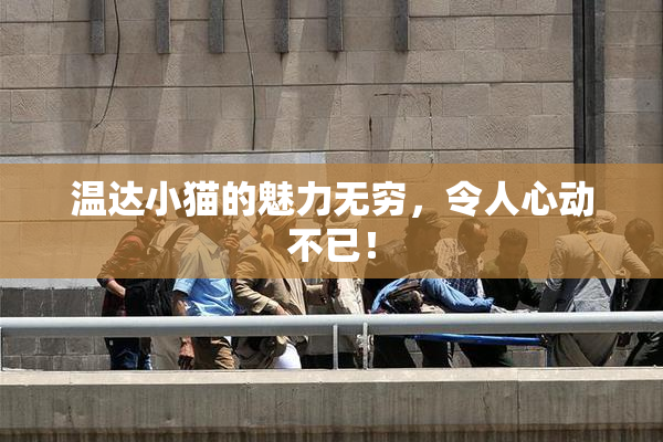 温达小猫的魅力无穷，令人心动不已！