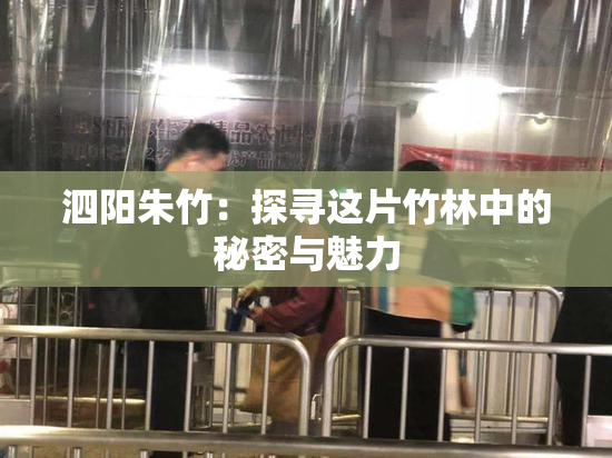 泗阳朱竹：探寻这片竹林中的秘密与魅力