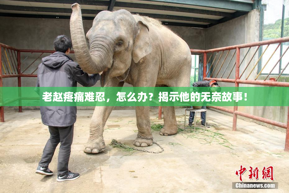 老赵疼痛难忍，怎么办？揭示他的无奈故事！