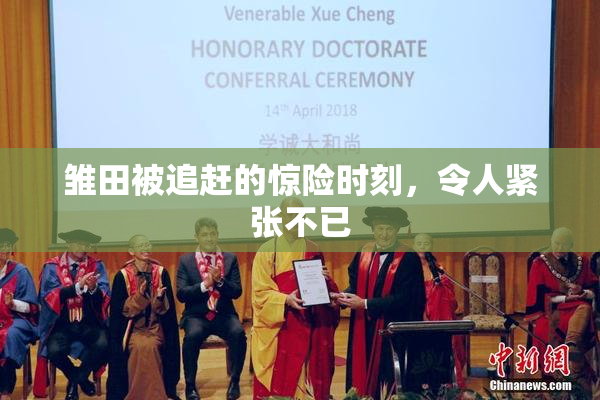 雏田被追赶的惊险时刻，令人紧张不已