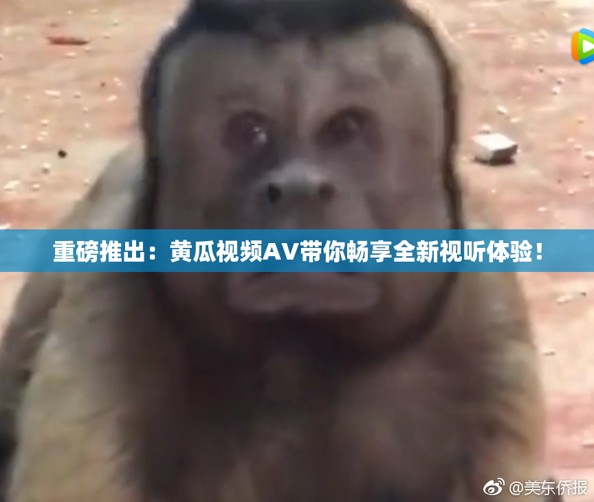 重磅推出：黄瓜视频AV带你畅享全新视听体验！