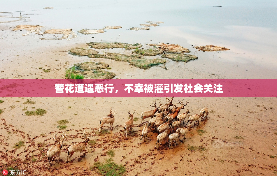 警花遭遇恶行，不幸被灌引发社会关注