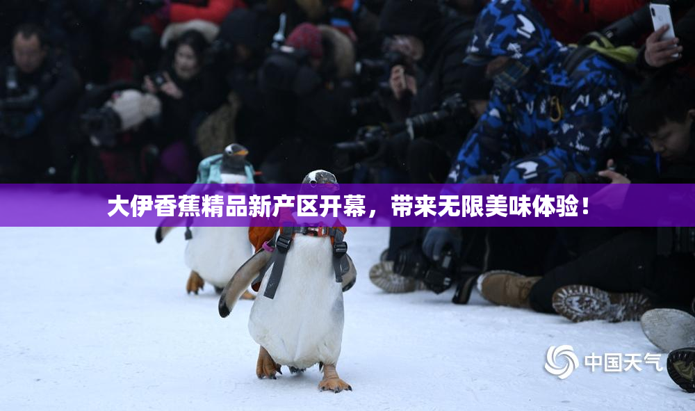 大伊香蕉精品新产区开幕，带来无限美味体验！