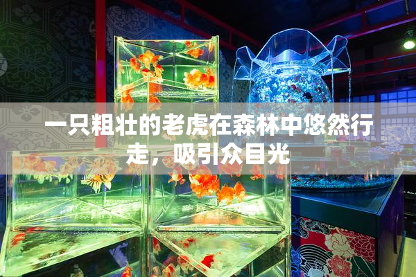 一只粗壮的老虎在森林中悠然行走，吸引众目光