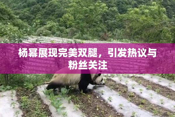 杨幂展现完美双腿，引发热议与粉丝关注