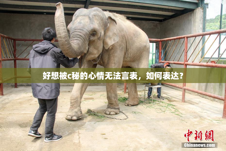 好想被c秘的心情无法言表，如何表达？