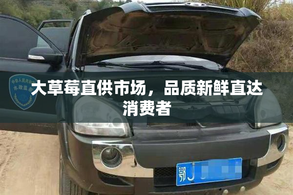 大草莓直供市场，品质新鲜直达消费者