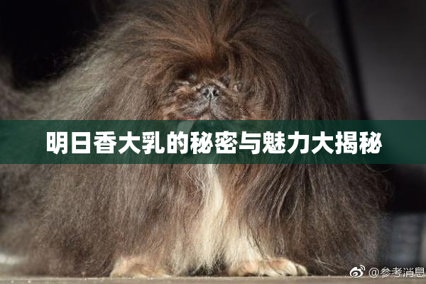 明日香大乳的秘密与魅力大揭秘