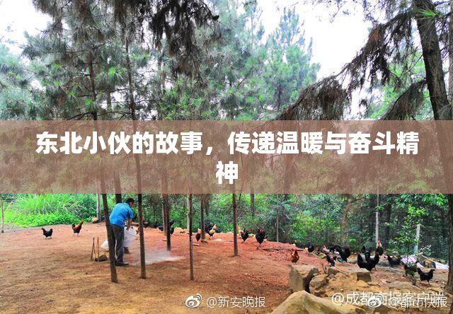 东北小伙的故事，传递温暖与奋斗精神