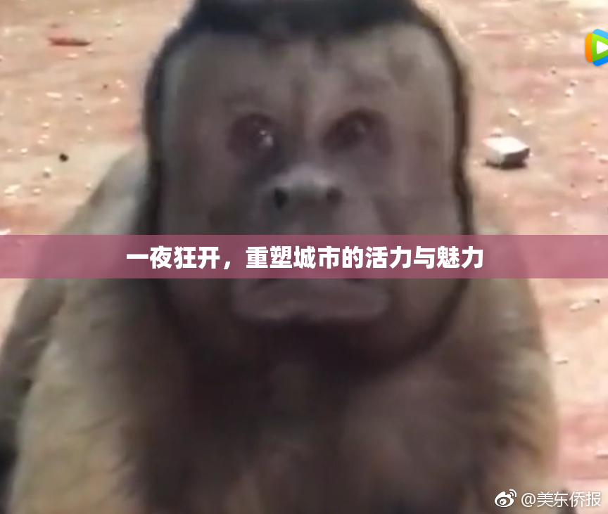 一夜狂开，重塑城市的活力与魅力