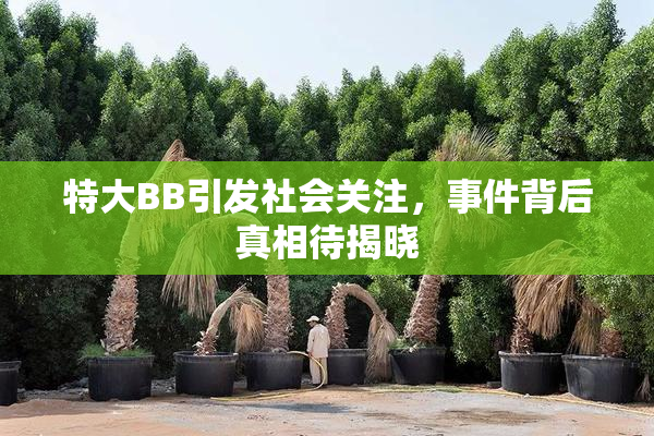 特大BB引发社会关注，事件背后真相待揭晓