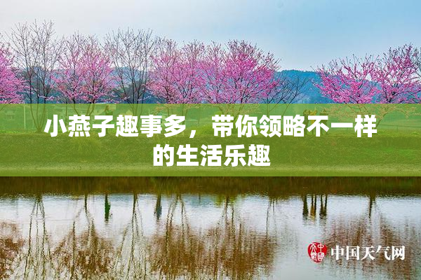 小燕子趣事多，带你领略不一样的生活乐趣