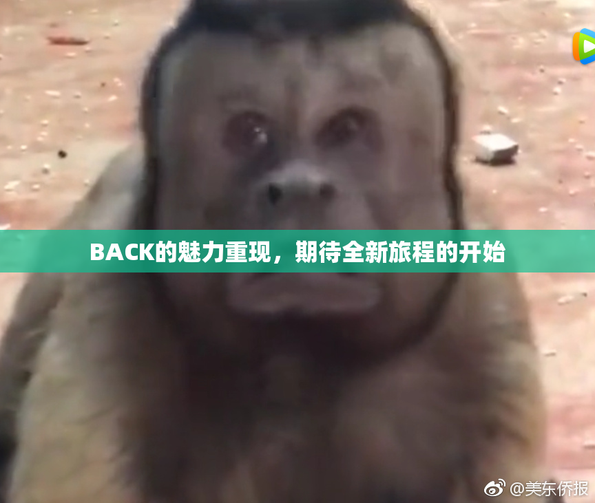 BACK的魅力重现，期待全新旅程的开始