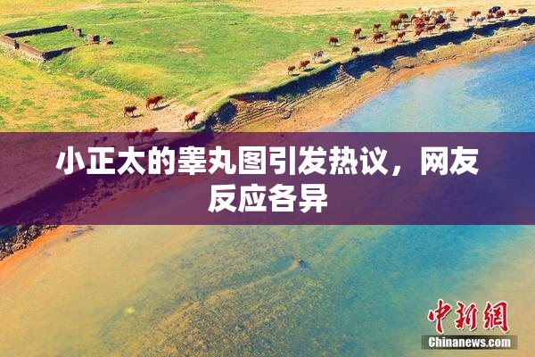小正太的睾丸图引发热议，网友反应各异