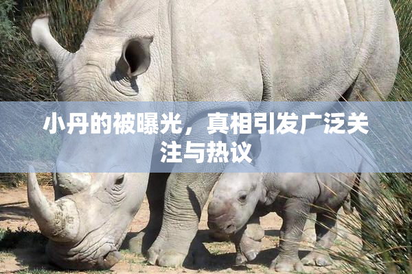 小丹的被曝光，真相引发广泛关注与热议