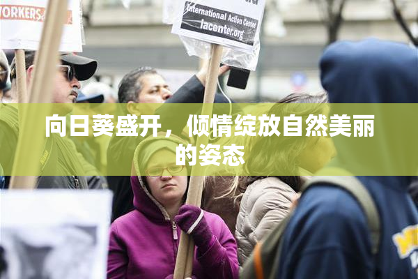 向日葵盛开，倾情绽放自然美丽的姿态