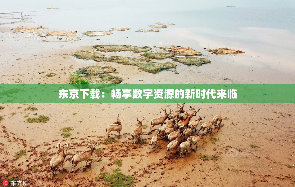 东京下载：畅享数字资源的新时代来临