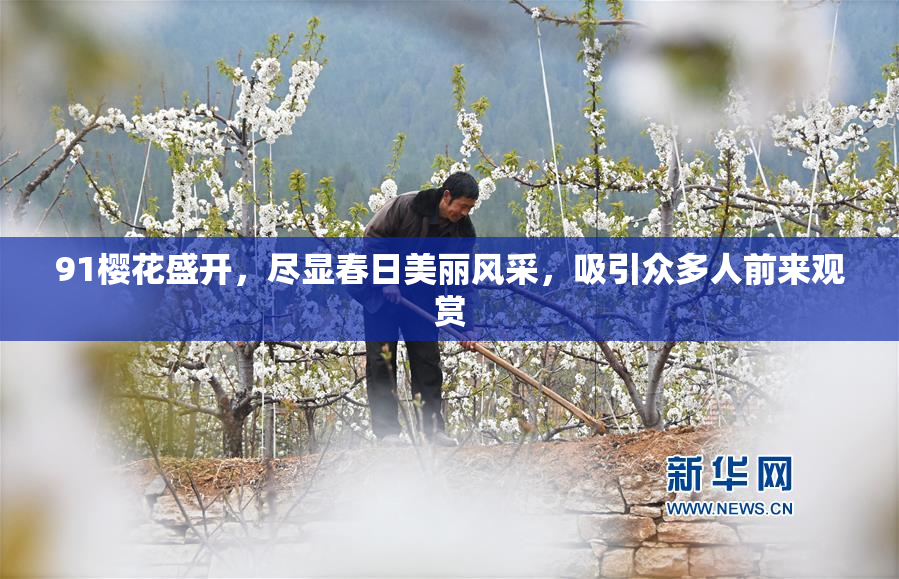 91樱花盛开，尽显春日美丽风采，吸引众多人前来观赏
