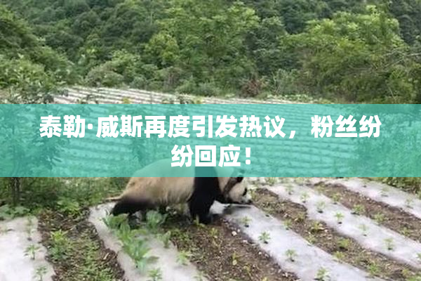 泰勒·威斯再度引发热议，粉丝纷纷回应！