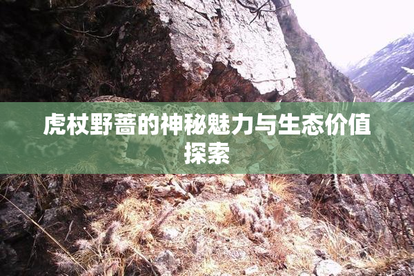 虎杖野蔷的神秘魅力与生态价值探索