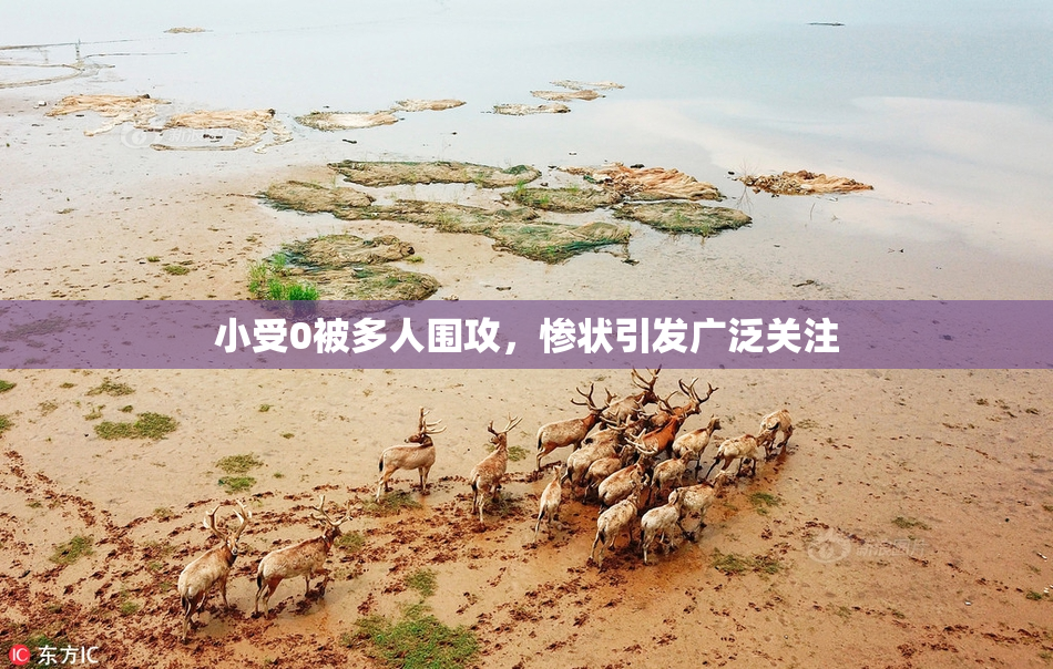 小受0被多人围攻，惨状引发广泛关注