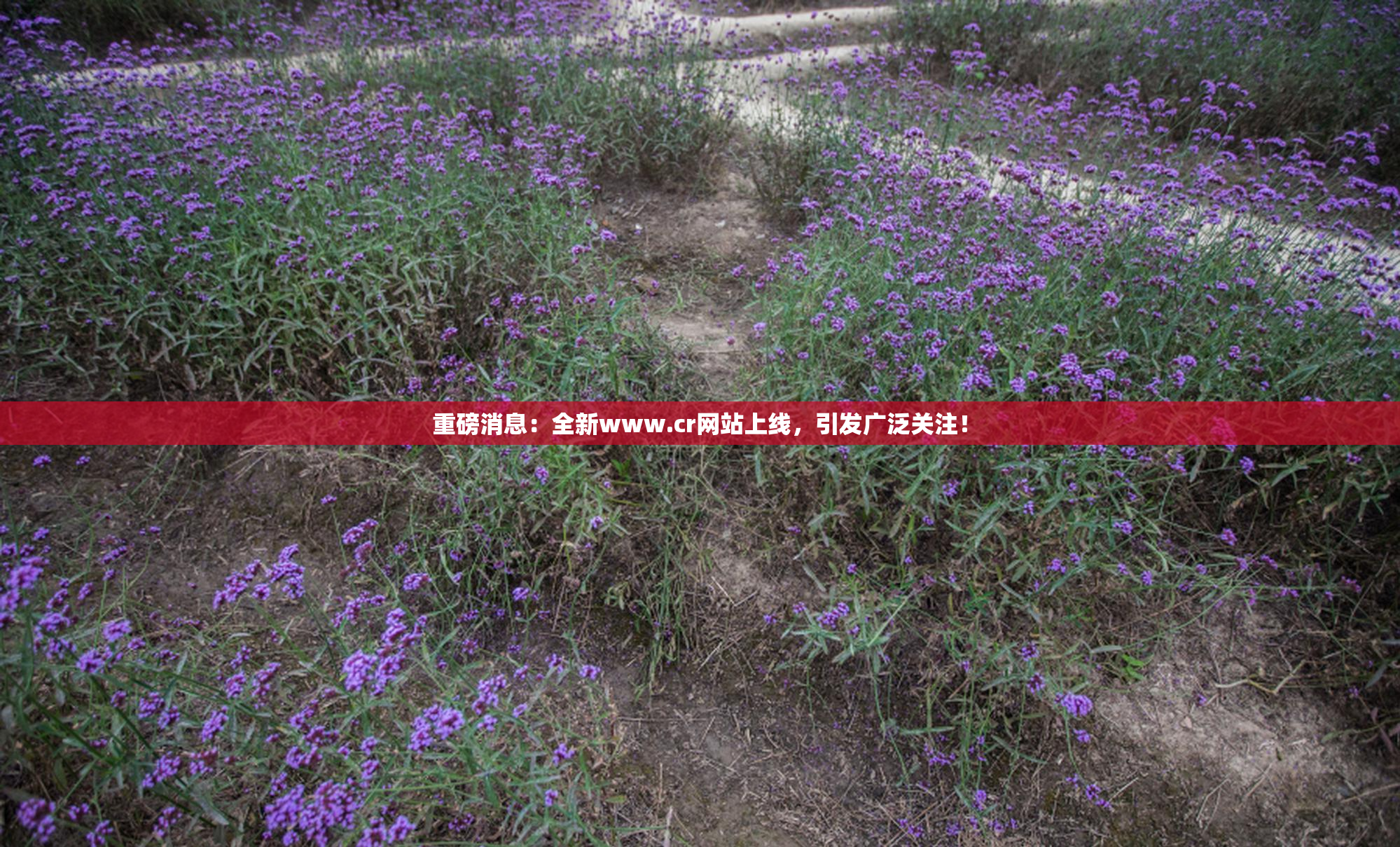 重磅消息：全新www.cr网站上线，引发广泛关注！