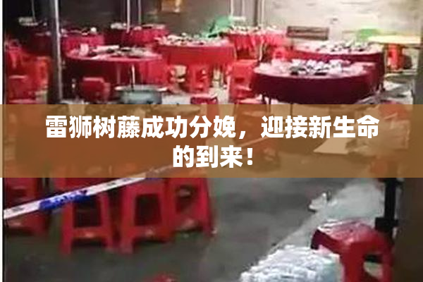 雷狮树藤成功分娩，迎接新生命的到来！