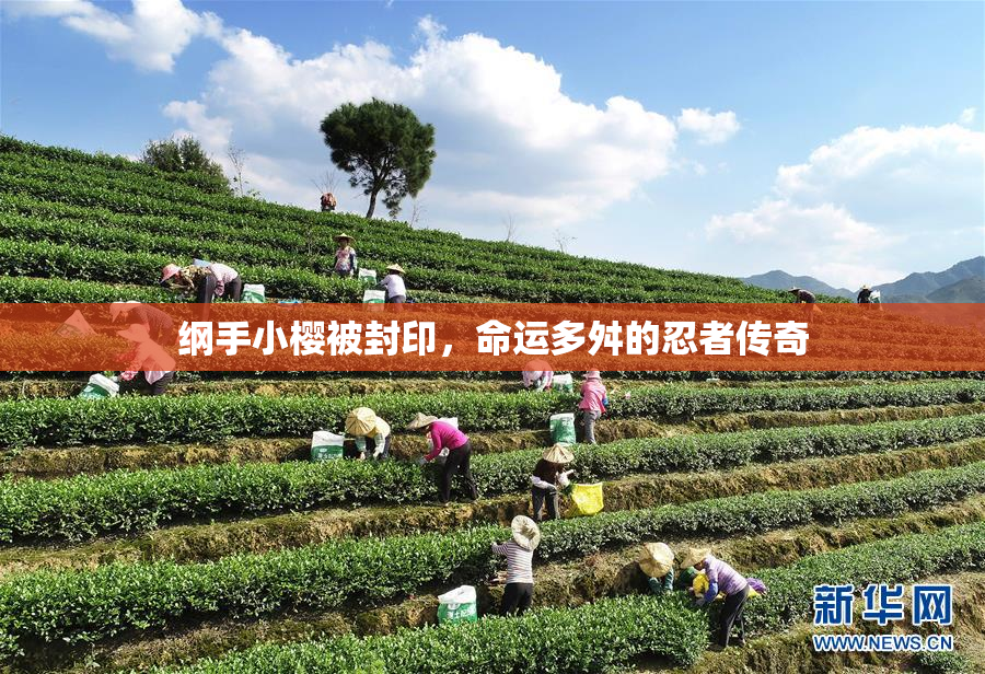 纲手小樱被封印，命运多舛的忍者传奇