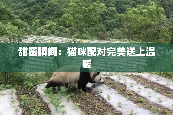 甜蜜瞬间：猫咪配对完美送上温暖