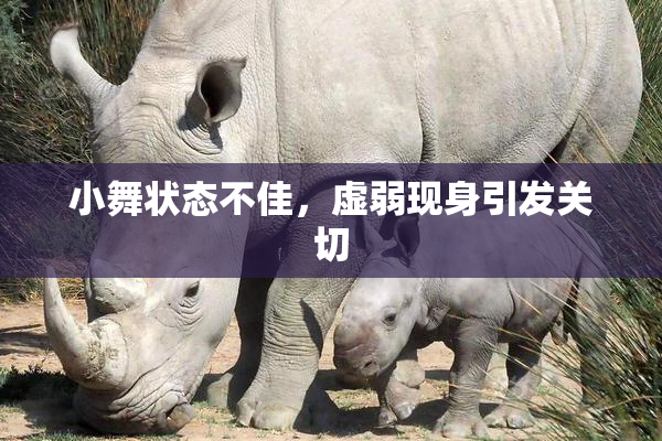 小舞状态不佳，虚弱现身引发关切