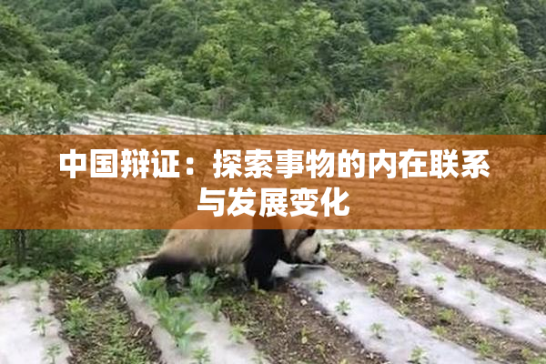 中国辩证：探索事物的内在联系与发展变化
