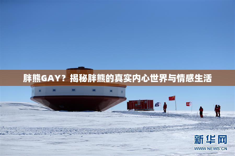 胖熊GAY？揭秘胖熊的真实内心世界与情感生活