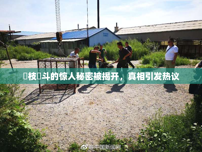 狛枝凪斗的惊人秘密被揭开，真相引发热议