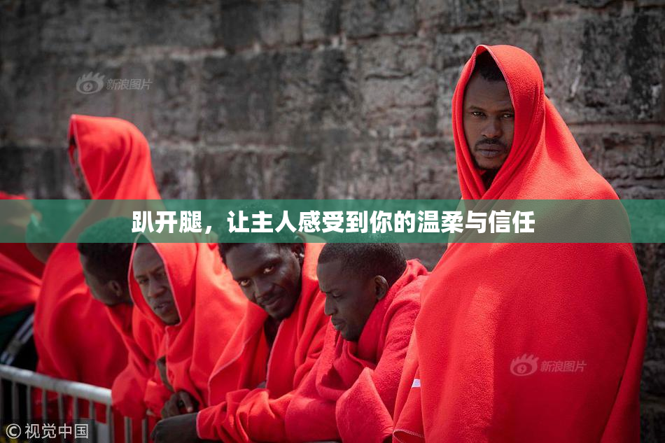 趴开腿，让主人感受到你的温柔与信任