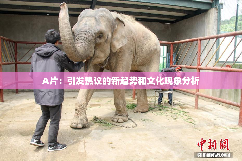 A片：引发热议的新趋势和文化现象分析