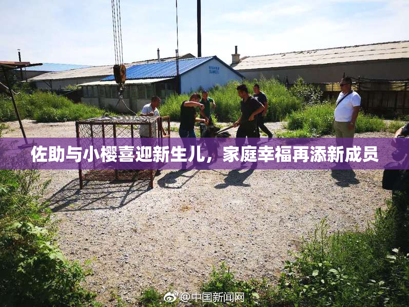 佐助与小樱喜迎新生儿，家庭幸福再添新成员