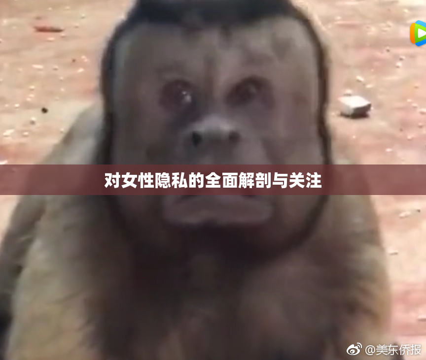 对女性隐私的全面解剖与关注