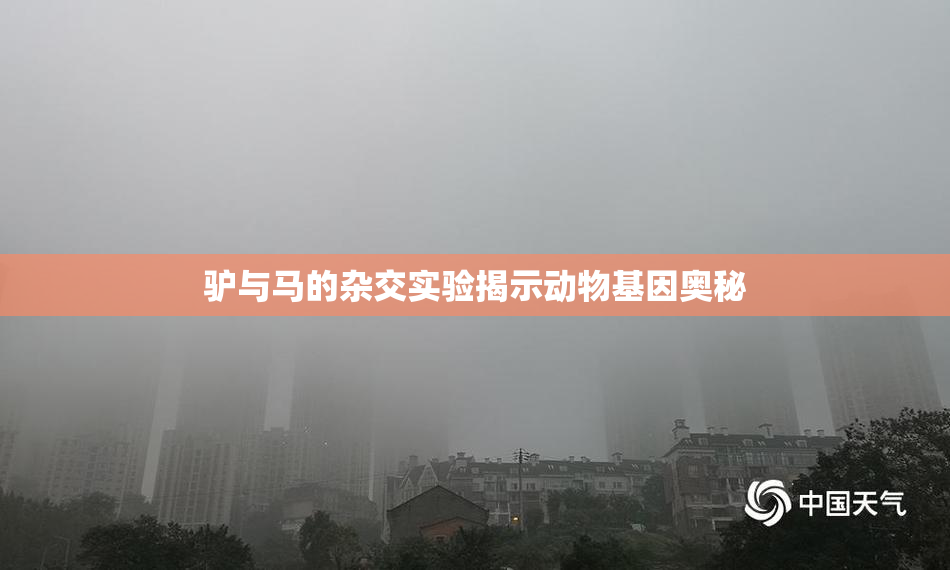 驴与马的杂交实验揭示动物基因奥秘