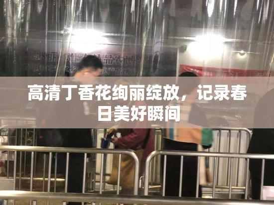 高清丁香花绚丽绽放，记录春日美好瞬间