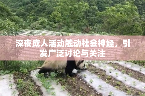 深夜成人活动触动社会神经，引发广泛讨论与关注