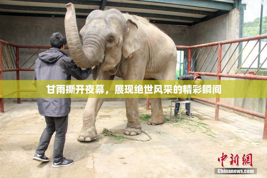 甘雨撕开夜幕，展现绝世风采的精彩瞬间
